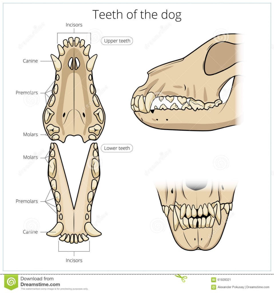 dentadura normal de un perros
