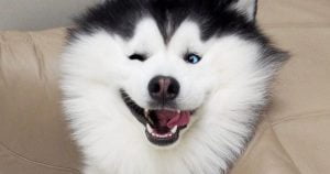Lee más sobre el artículo ▷ 60 imágenes de un humor de perros para whatsapp o Facebook