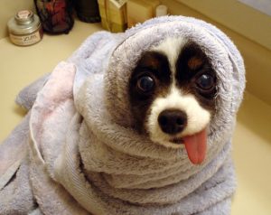 perro envuelto en toalla con lengua fuera