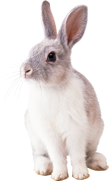 Lee más sobre el artículo 🐇 Peluquería en el conejo