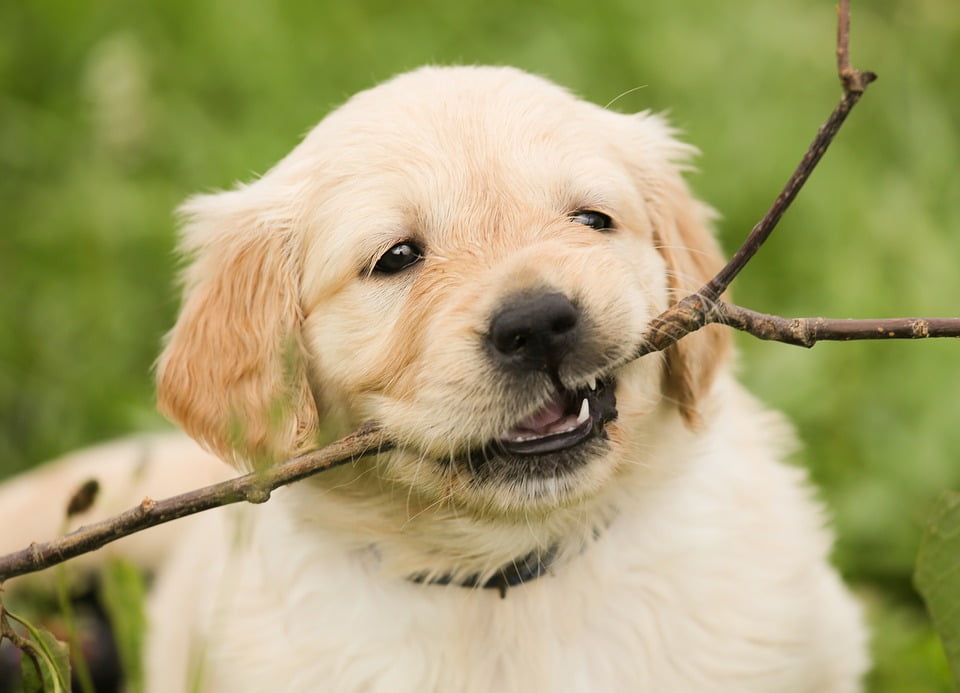 cachorro de golden retriever con palo de madera