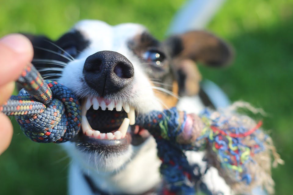 perro con juguete de cuerda