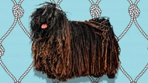 Curso peluquería canina online GRATIS Cómo cortar el pelo a un perro, empieza cepillando y cortando el pelo en partes sencillas
