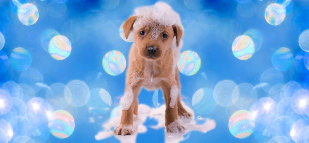 cachorro perro con espuma y burbujas