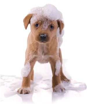 cachorro de perro con espuma