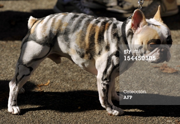 wpid-154450305-french-bulldog-painted-as-a-skeleton-attends-gettyimages.jpeg