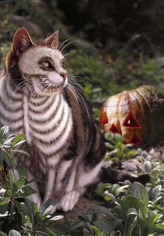 wpid-halloween-cat.jpeg