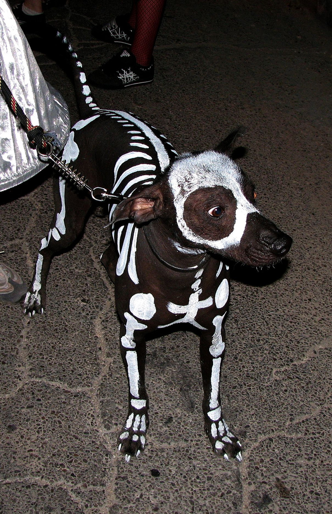wpid-painted_skeleton_dog.jpeg