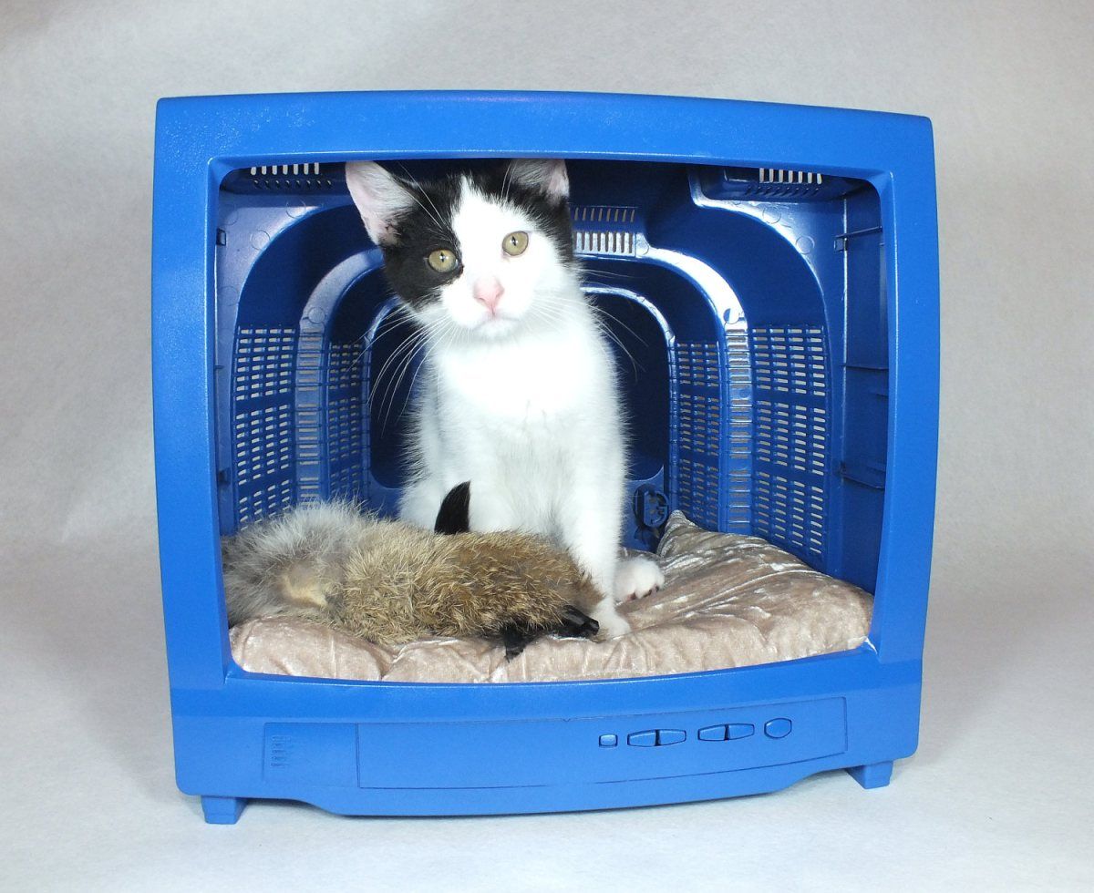 En este momento estás viendo 2 Camas originales para gato con material reciclable