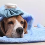 perro enfermo con fiebre