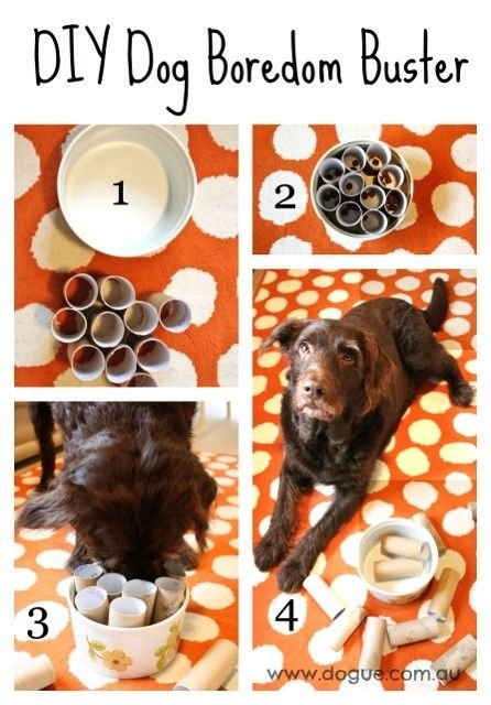 3 juguetes para perros que se hacen en 10 minutos 3 DIY Dog Boredom Buster