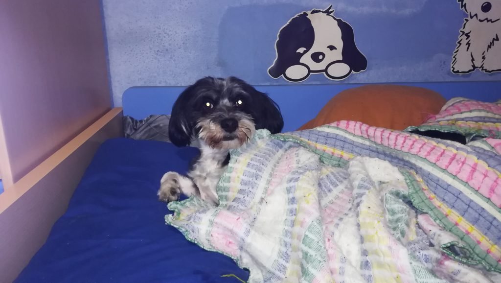 perro tapado en la cama