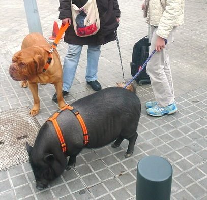 cerdo paseando con correa con perro y niña