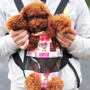 Lee más sobre el artículo 6 Mejores MOCHILAS para llevar mascotas en BICI o de paseo【2022】