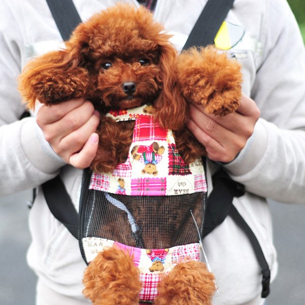 6 Mejores MOCHILAS para llevar mascotas en BICI o de paseo