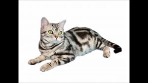 American Wirehair 1