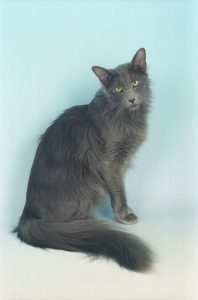 Gato oriental de pelo largo