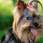 yorkshire terrier tumbado en cesped