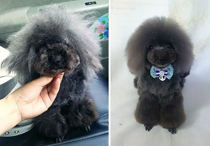 CORTE ASIATICO para perros PASO a PASO 8 Caniche con corte estilo asiático u oriental