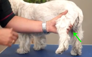 perro blanco en peluqueria canina con pata de atras cogida