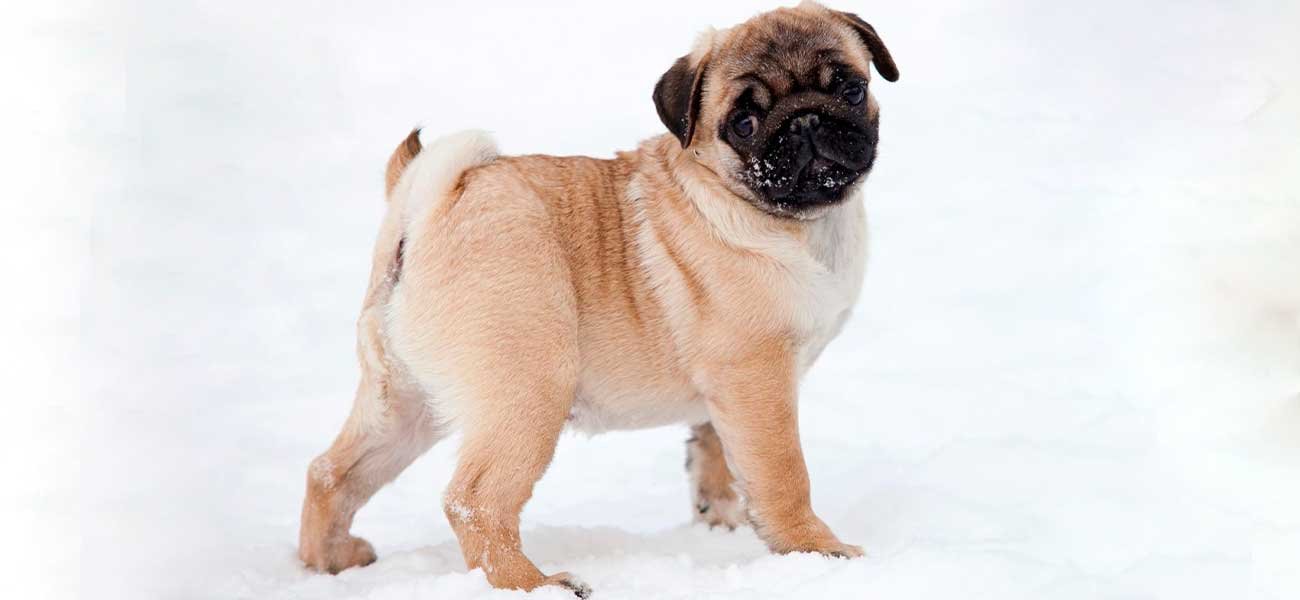 como bañar y arreglar mi pug. carlino marron claro en la nieve