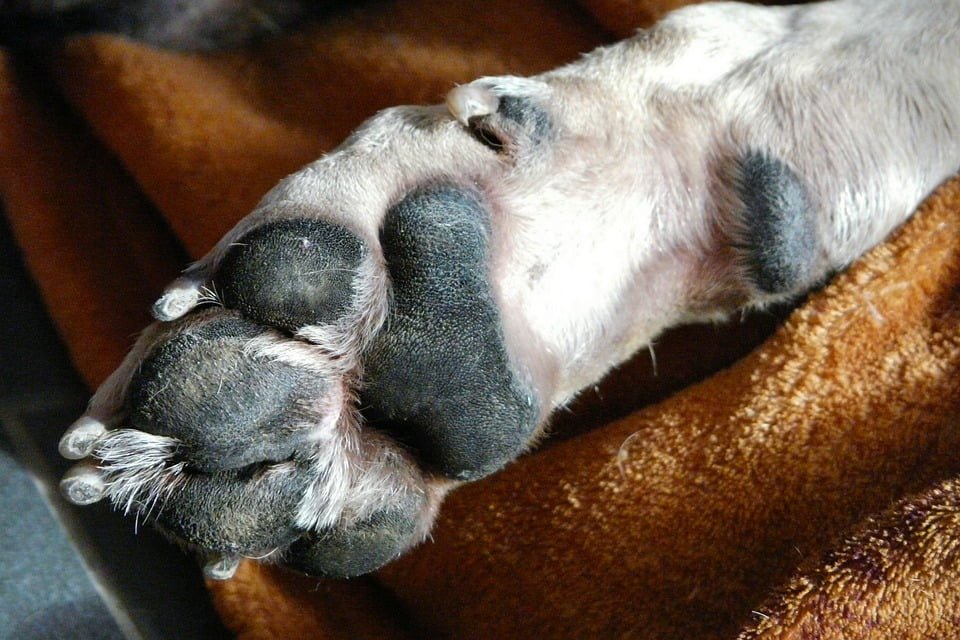 Como CORTAR PELO A LAS PATAS a un perro con éxito 2 patas de perro