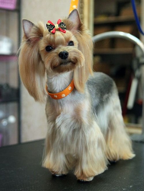 Asian Fusion Dog Grooming yorkshire, Estilo bastante marcado, llamado corte de pelo asiático