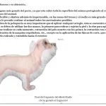 Mejores ebooks de Kindle de peluquería canina 11 maltes