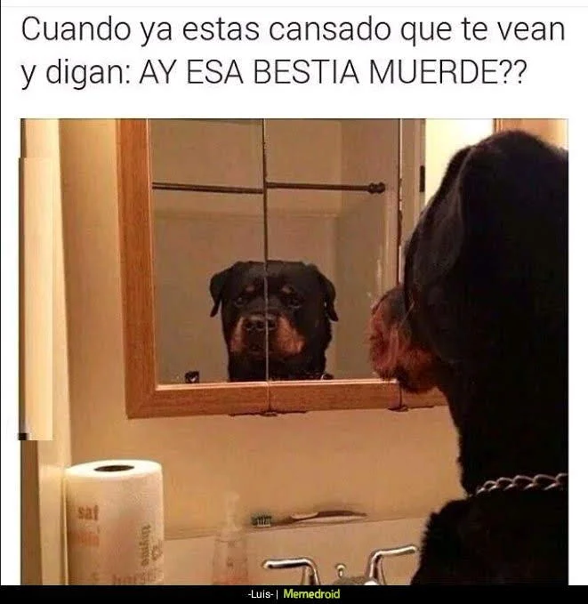 Que paso mientras no estaba?  Memes Amino • Español Amino