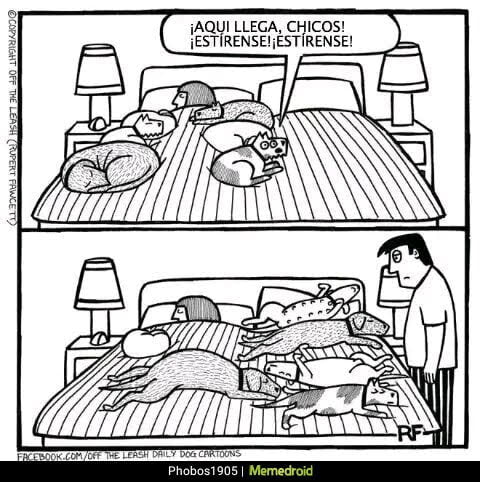 perros en la cama