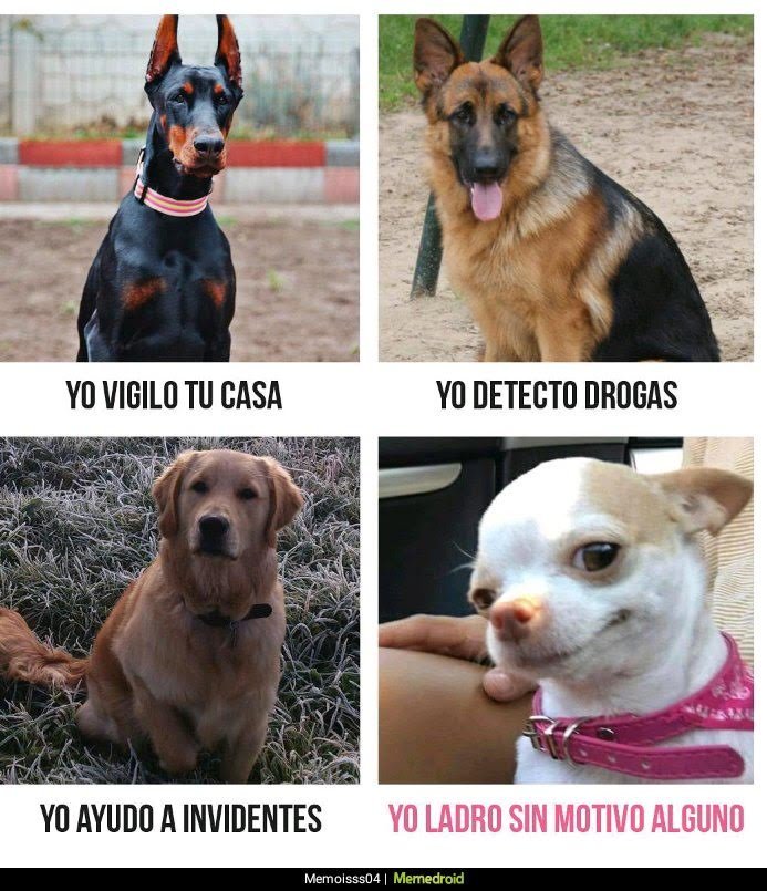 tipos_de_perros_ppayg7.jpg