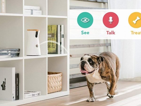 ¿Como NO dejar a tu perro solo cuando NO estás en casa? 2 ver-hablar-y-premiar-600x450