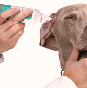 Curso peluquería canina online GRATIS limpieza de oidos