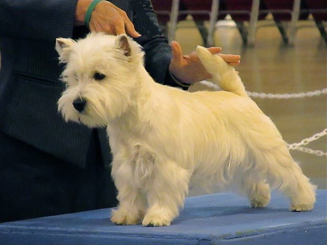 westi en mesa de peluqueria canina en exposicion