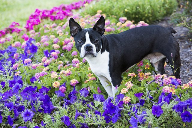 boston terrier blanco y negro en el campo con flores