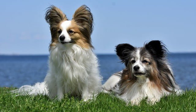 2 papillon en cesped y playa