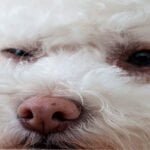 limpieza de ojo de perros blancos con manchas