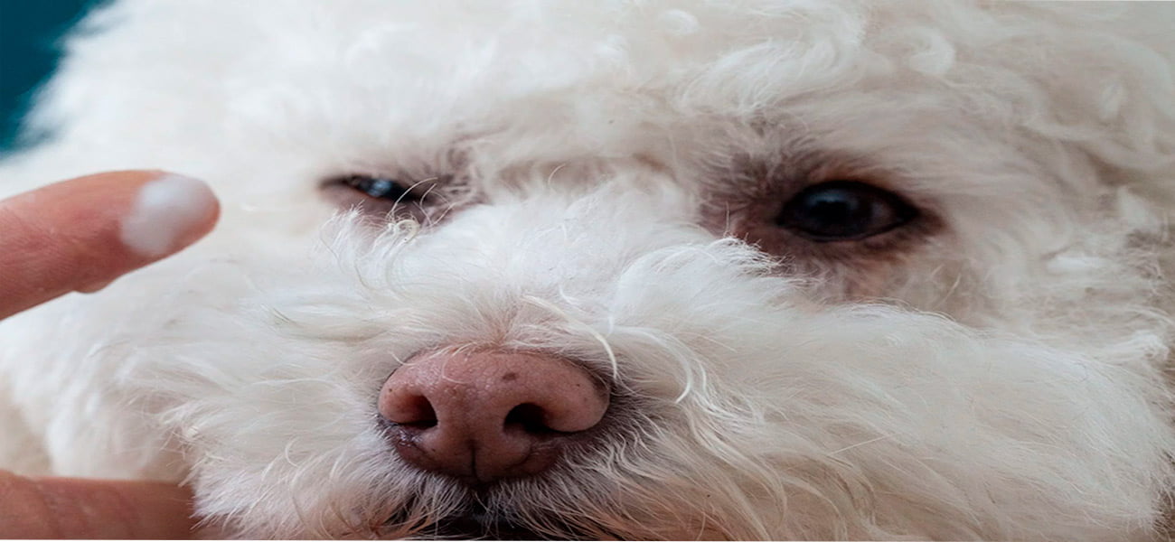 limpieza de ojo de perros blancos con manchas
