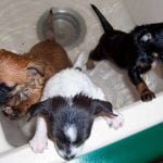 tres cachorros de perro mojados dentro de la bañera
