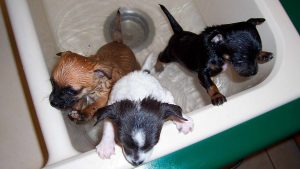tres cachorros de perro mojados dentro de la bañera