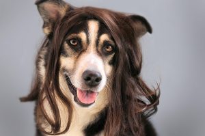 perro con peluca marron