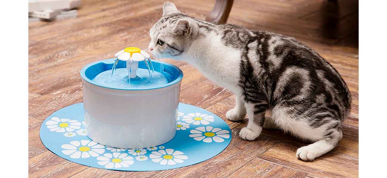 gato bebiendo agua en fuente automática de agua