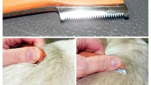 haciendole stripping a un perro de pelo duro