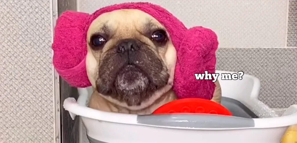 Este BULLDOG Francés necesita un baño y no le gusta 1 bulldog frances con toalla coreana de color rosa
