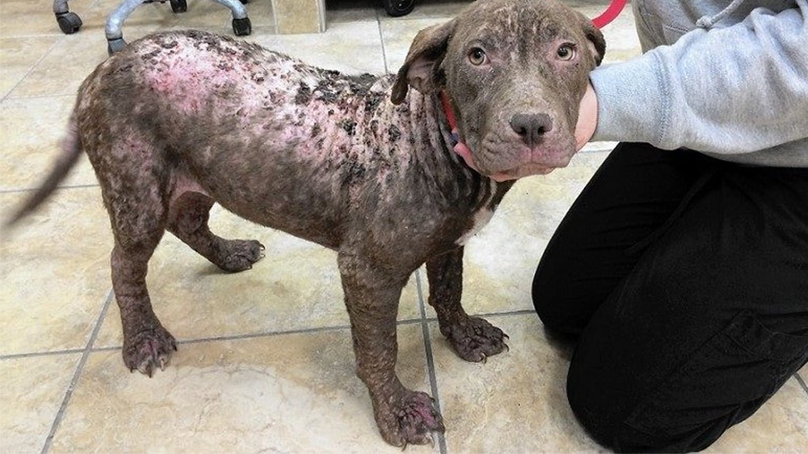 a mi perro se le cae el pelo y tiene ronchas