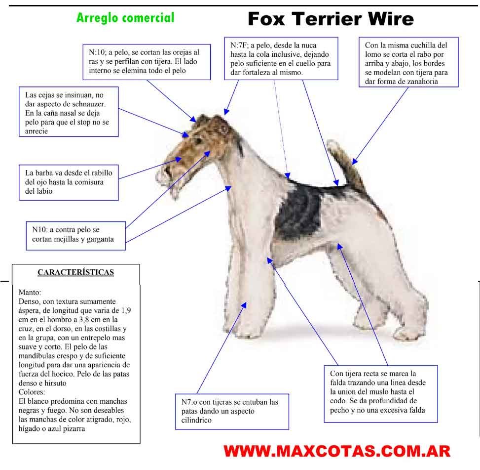 peinar al fox terrier de pelo duro