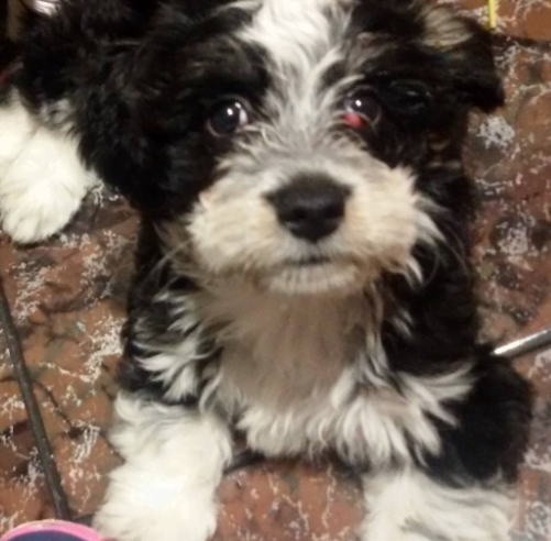 seguro para perros