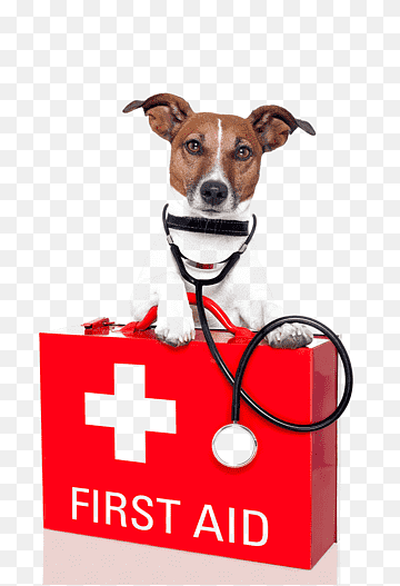 el mejor seguro veterinario de salud perros gatos