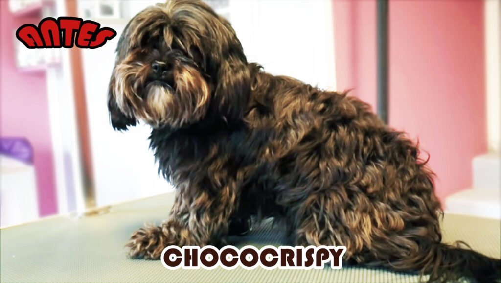 peluqueria canina antes shih tzu
