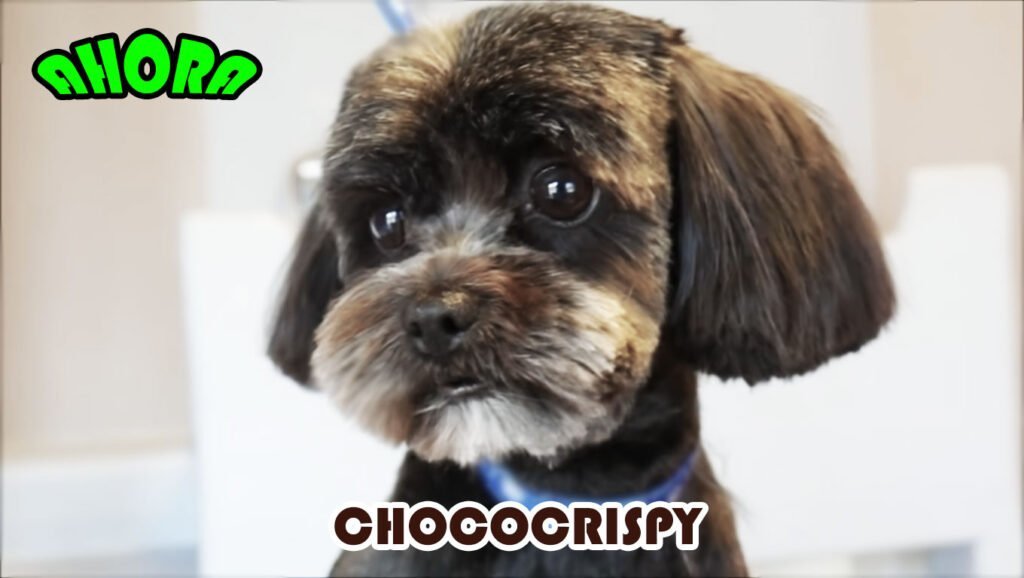peluqueria despues shih tzu